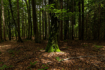 Enchanting forest with lush trees, sunbeams filtering through the foliage, and a peaceful atmosphere. A perfect natural escape, rich in biodiversity, serenity, and the magic of the wild