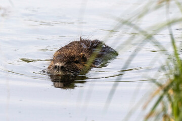 Ragondin,  Myocastor coypus