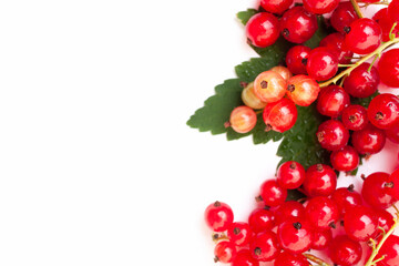 Fresh red currant berries with leaf on white background. Close-up