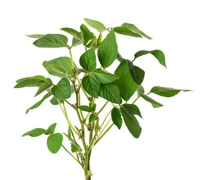 Green soybean bush isolated on white background. Soy bean plant.