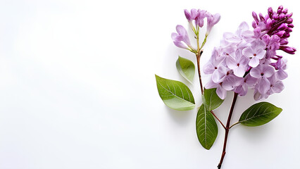 Fototapeta premium Beautiful flowers bring back memories.