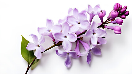 Fototapeta premium Beautiful flowers bring back memories.