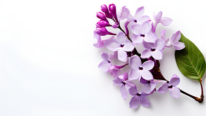 Fototapeta premium Beautiful flowers bring back memories.
