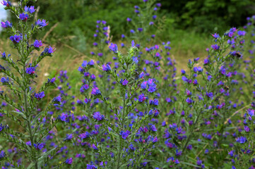 Fototapeta premium Blueweed flowers (Echium vulgare)