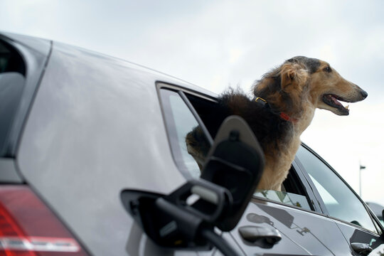 A brown and black dog looks out from the window of a silver car, its head above the door frame against a cloudy sky.