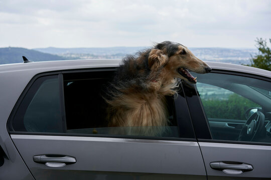 A sable Rough Collie dog with its head out of the window of a silver car, enjoying the breeze.