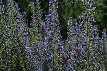 Obraz premium Blueweed flowers (Echium vulgare)