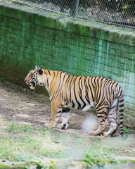 Royal Bengal Tiger in captive Zoo in India