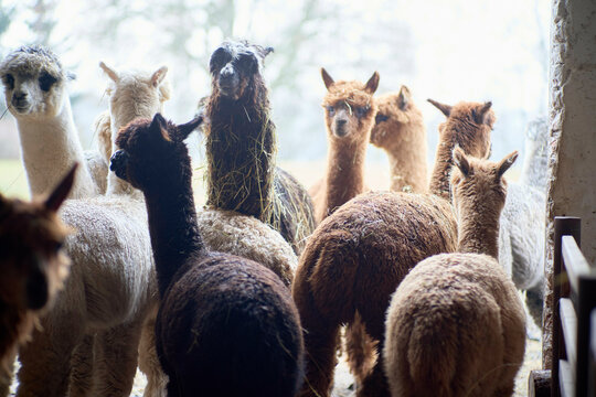A herd of alpacas with various colored coats gathered together indoors, curiously looking towards the camera.