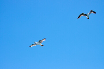 Möwe im Flug am strahlend blauen Himmel