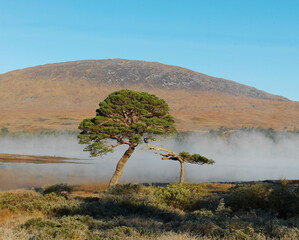 Solitary trees stand before a mist-covered lake with a mountain in the background at dawn.