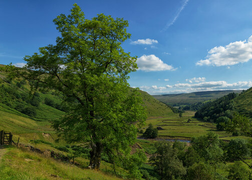 A vibrant green tree stands at the forefront of a lush valley with rolling hills under a clear blue sky.
