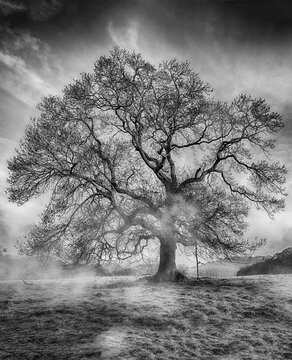 Majestic tree stands tall with intricate branches against a misty backdrop.