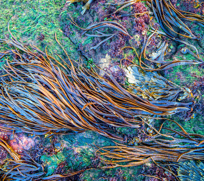 Vibrant marine ecosystem with seaweed and marine flora on a rocky underwater surface.