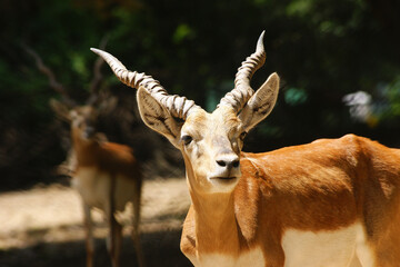 Endangered blackbuck (Antilope cervicapra) antelope close up in daylight in Bihar, India