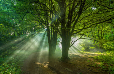 Sun rays piercing through the verdant canopy of a mystical forest path.