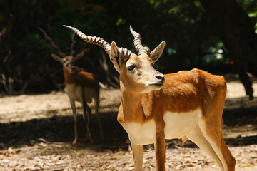 The blackbuck (Antilope cervicapra), the Indian antelope 