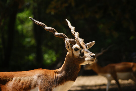 Endangered blackbuck (Antilope cervicapra) antelope close up in daylight in Bihar, India