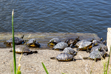 Group of turtles basking in the sunlight near the lake. EUR, Rome, Italy. 