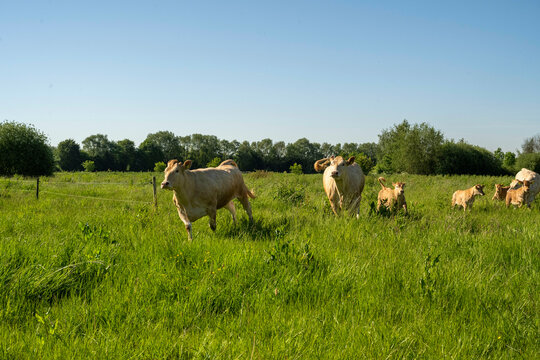 Herd of cows grazing peacefully in a green field on a sunny day.