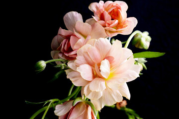 Fototapeta premium Creative pink Flower arrangement on black background, ranunculus butterfly