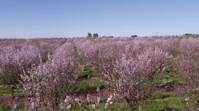 Aerial view of blooming almond trees in pink blossom, countryside, Odivelas, Portugal.