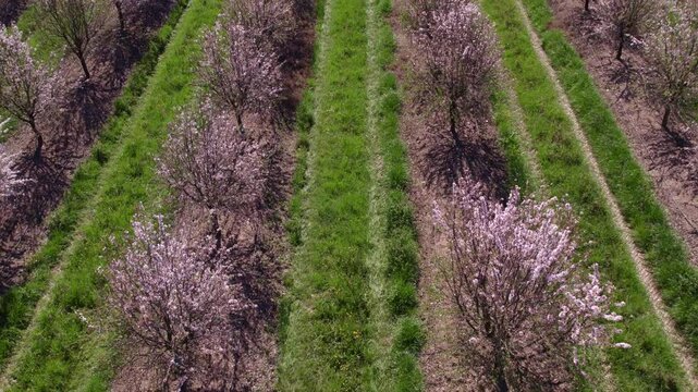 Aerial view of blooming almond trees in springtime, Odivelas, Beja, Portugal.