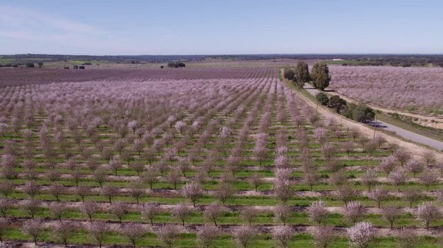 Aerial view of blossoming almond trees in countryside, Odivelas, Portugal.
