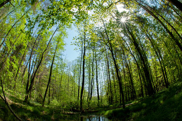 Green forest reflected in the calm water of the lake, beauty in nature.