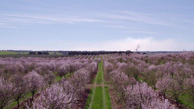 Aerial view of blooming almond trees in countryside, Odivelas, Beja, Portugal.