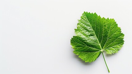 Isolated mulberry leaf on white background with space for text top view flat lay