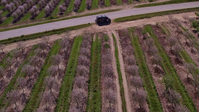 Aerial view of blooming almond trees in spring, Odivelas, Beja, Portugal.
