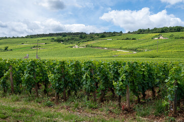 Green grand cru and premier cru vineyards with cross and rows of pinot noir grapes plants in Cote...