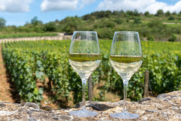 Tasting of high quality white dry wine made from Chardonnay grapes on grand cru classe vineyards near Puligny-Montrachet village, Burgundy, France
