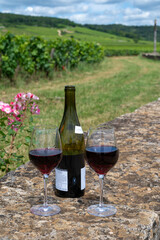 Tasting of red pinot noir wine on grand cru vineyards with cross and stone walls in Cote de nuits, making of famous red and white Burgundy wine in Burgundy region, Vosne-Romanee village