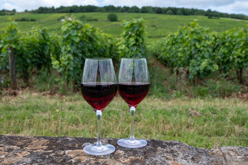Tasting of red pinot noir wine on grand cru vineyards with cross and stone walls in Cote de nuits, making of famous red and white Burgundy wine in Burgundy region, Vosne-Romanee village