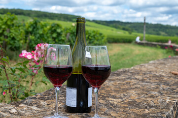 Tasting of red pinot noir wine on grand cru vineyards with cross and stone walls in Cote de nuits, making of famous red and white Burgundy wine in Burgundy region, Vosne-Romanee village