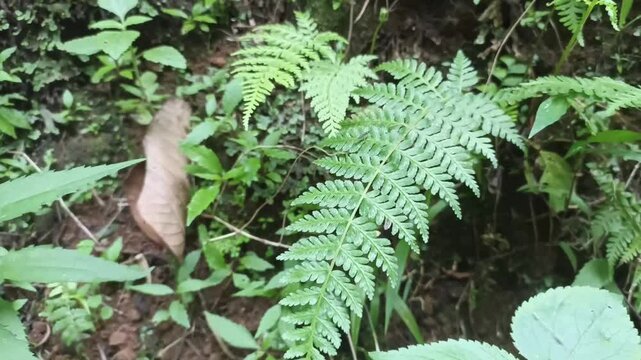 Hydrocotyle mexicana, water fern, eagle fern. grass plants in damp places