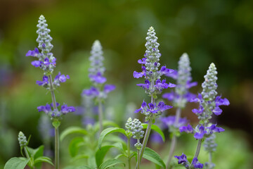 Obraz premium Close-up photo of Salvia flowers farinacea bright purple Planted outdoors in the garden