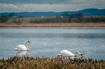 white swans group on the lake swim well under the bright sun