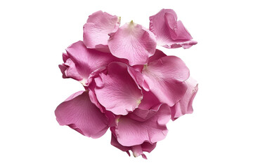 Pink rose petal isolated on transparent background