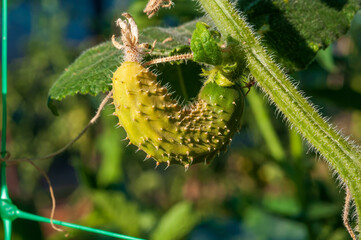 A small cucumber turning yellow due to drought and extreme heat