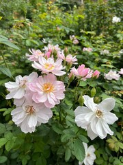 pink and white flowers