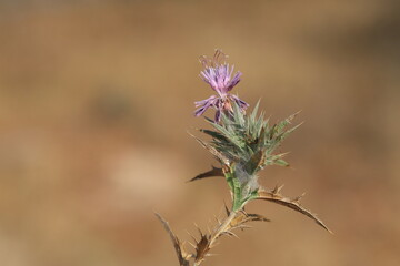 Carthamus glaucus, the glaucous star thistle, is a species of plant in the family Asteraceae
