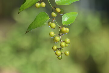Smilax aspera is a perennial, evergreen climber with a flexible and delicate stem, with sharp thorns	