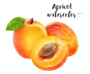 Vibrant Watercolor Apricot Illustration Fresh Fruit Artwork for a Creative Kitchen Decor