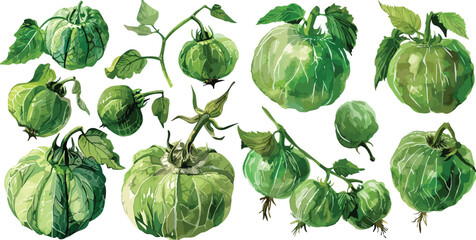 tomatillos watercolor clipart