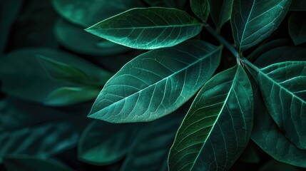 Dark green leaf closeup in garden with copy space for fresh wallpaper concept
