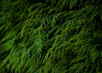 green pine leaves texture