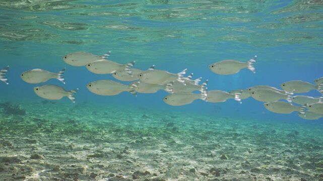 School of Barred flagtail, Fiveband flagtail or Five-bar flagtail (Kuhlia mugil) floats in blue water on bright sunny day in sunrays, Slow motion